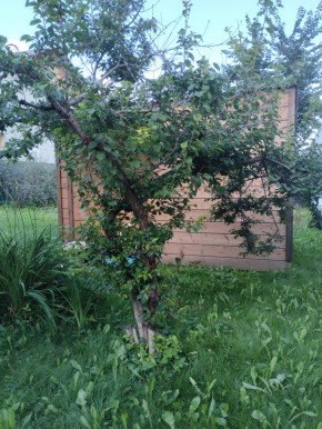 Коллективный сад номер 7, участок 58 в Черноморском - chernomorskoe.yutvil.ru - фото 28