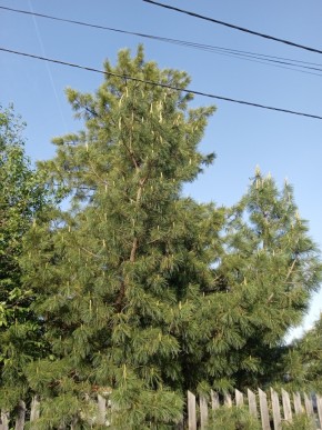 ул. Полынная,29 в Черноморском - chernomorskoe.yutvil.ru - фото 18